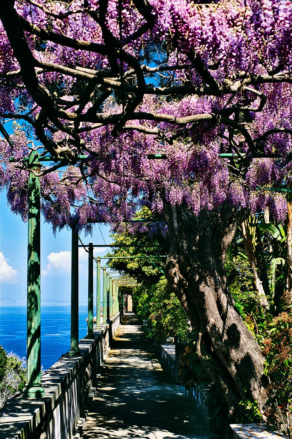 Avenues and Mediterranean vegetation in the historic park