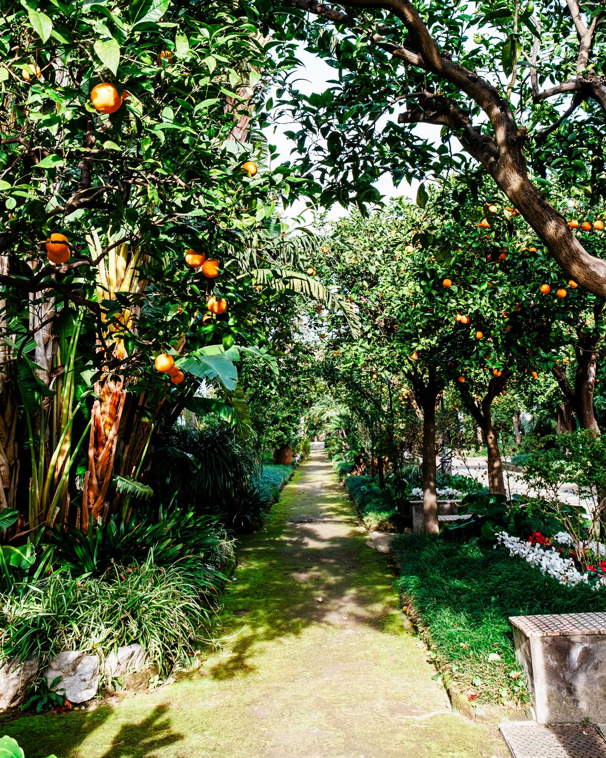 Citrus grove of Grand Hotel Excelsior Vittoria in Sorrento